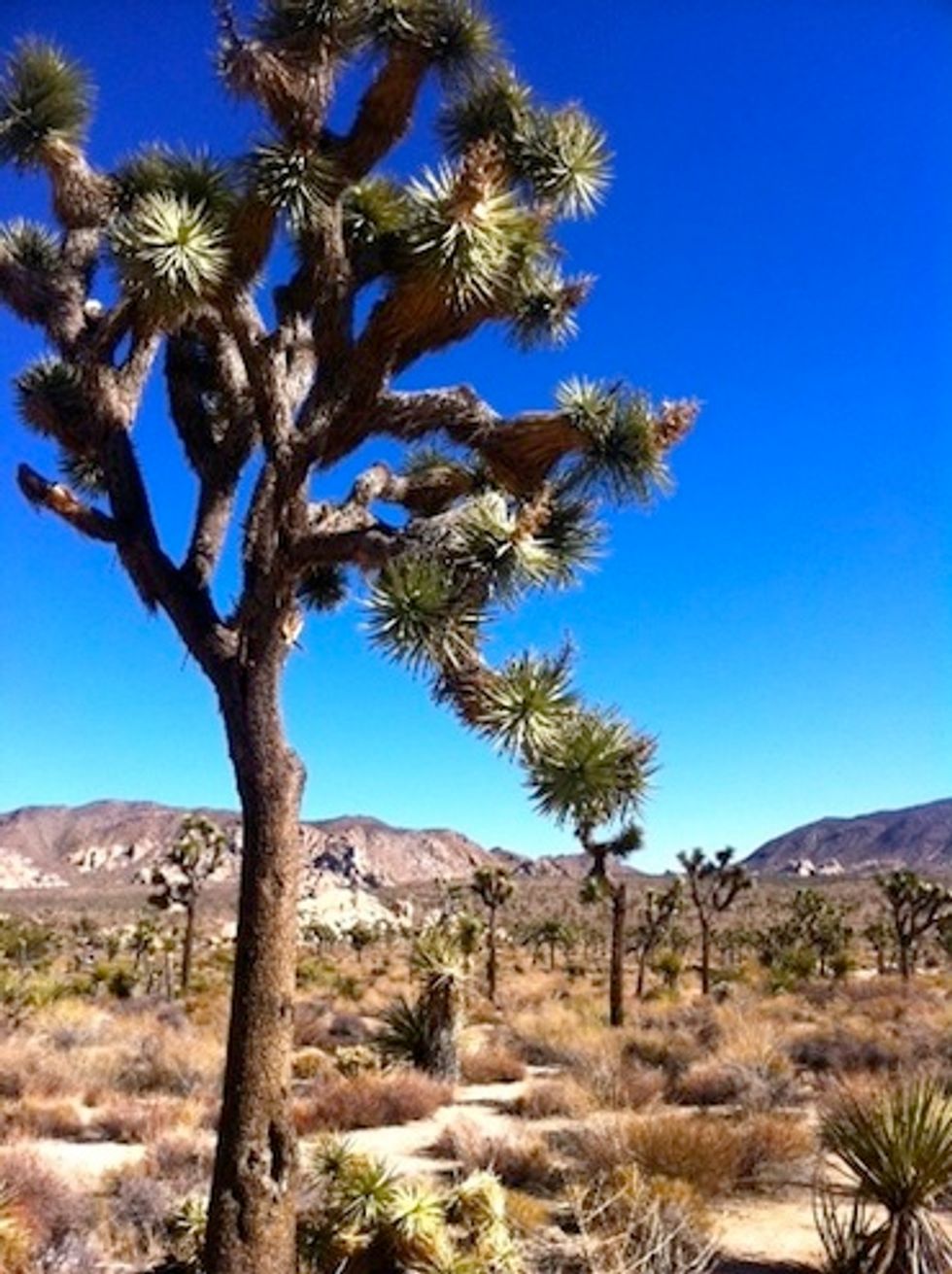 The Mojave Weekend Rock Star Escape