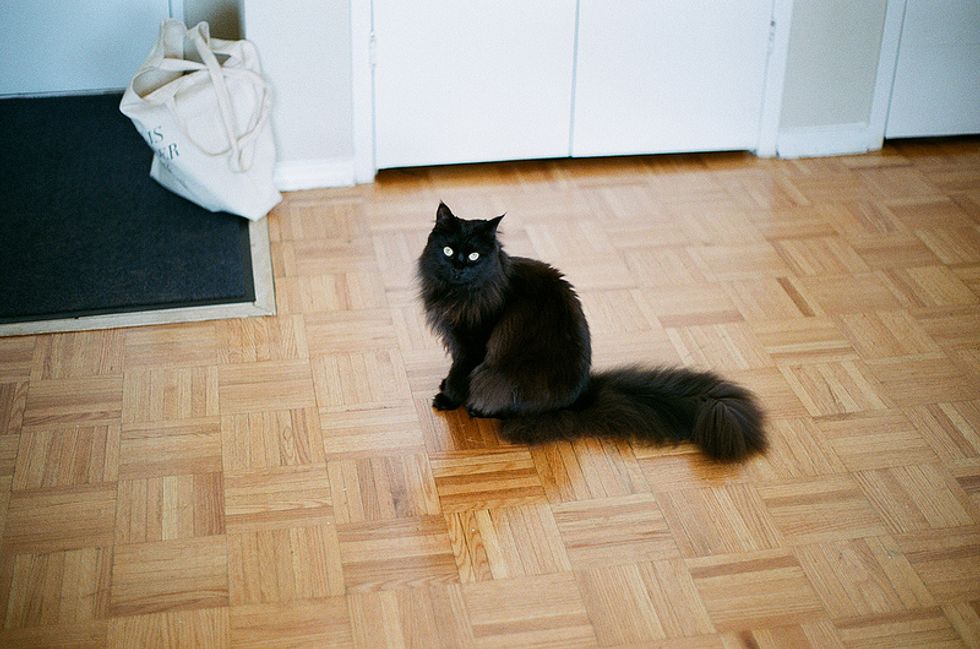 Ask A Vet: My Cat's Tail is More Fluffy, What Does It Mean?