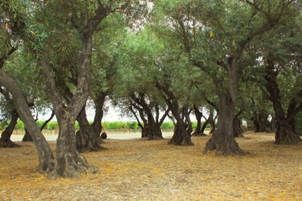 Olive Harvest Festival Kicks Off in Wine Country