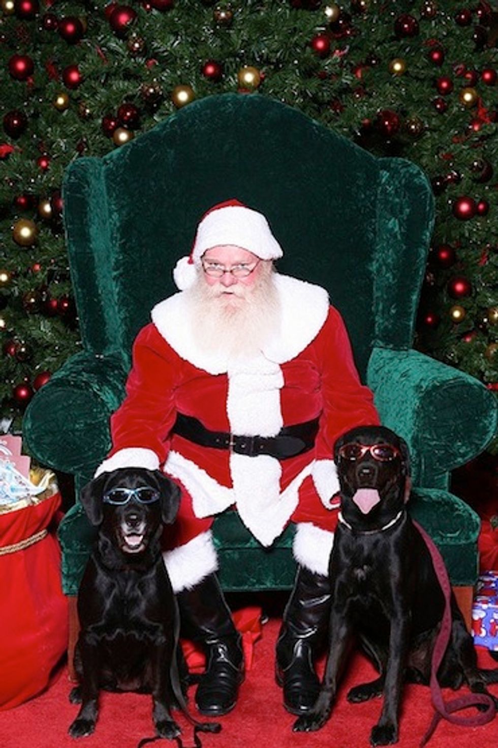 Tips for Keeping Your Pets Safe This Christmas