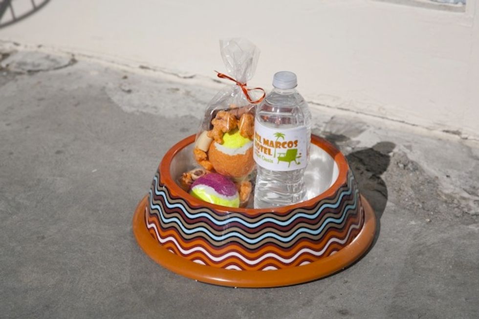 Four Dog-Friendly Hotels in Palm Springs