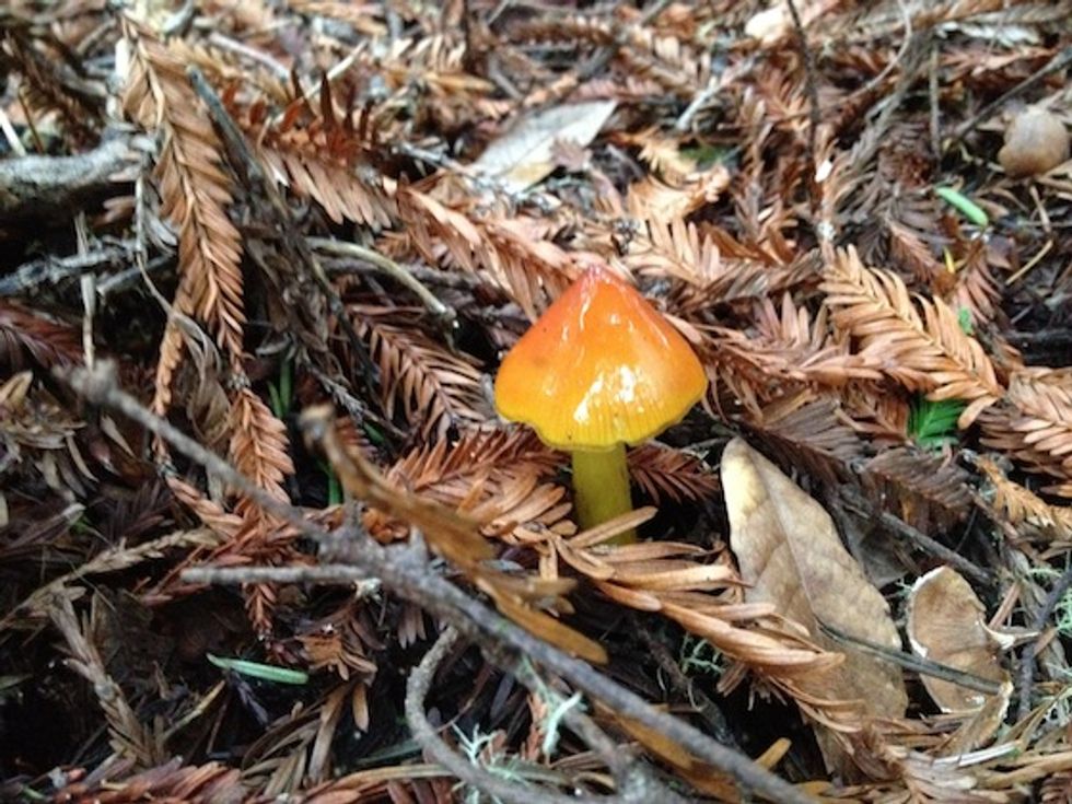 Learn to Forage for Wild Mushrooms