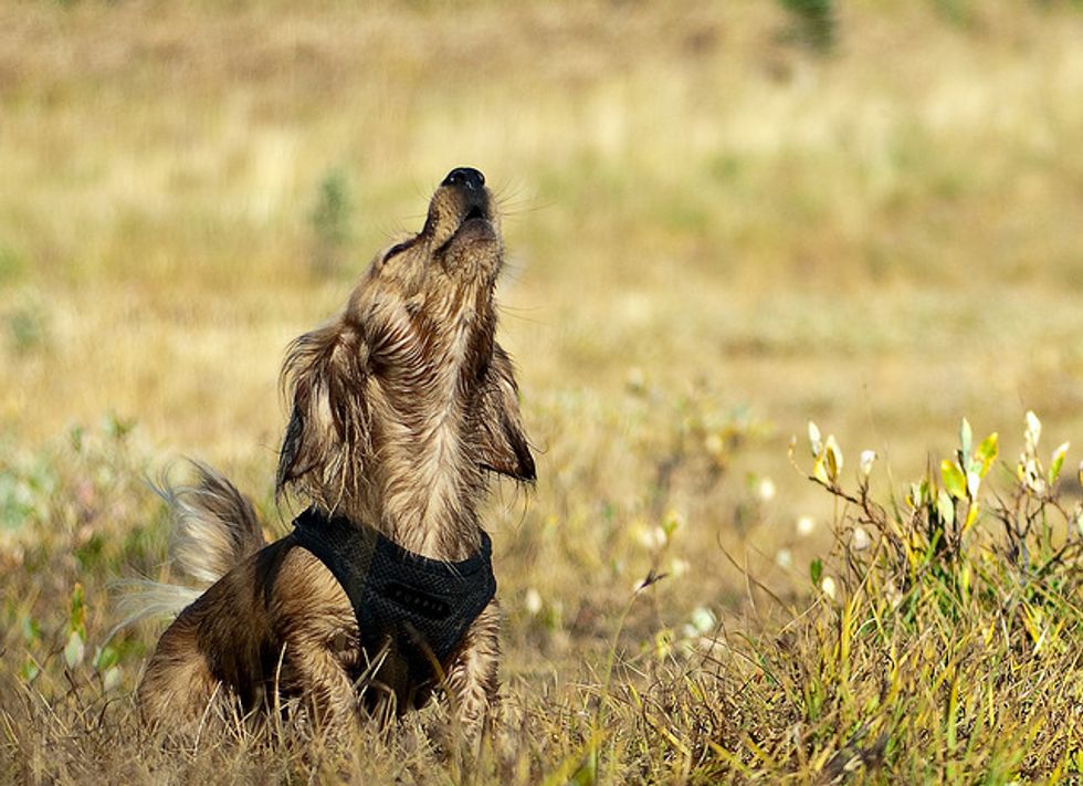 Ask A Vet: Why Do Dogs Howl When They Hear Sirens?