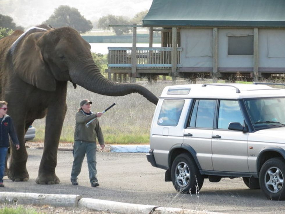 An African Safari Adventure in Monterey