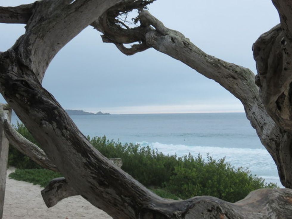 Sip and Stroll through Dog-Friendly Carmel