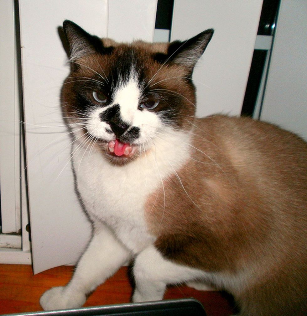 Ask A Vet: How Can I Tame a Feral Cat?