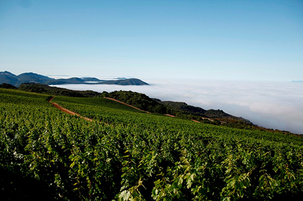 Our Favorite Private Winery Tours in Napa