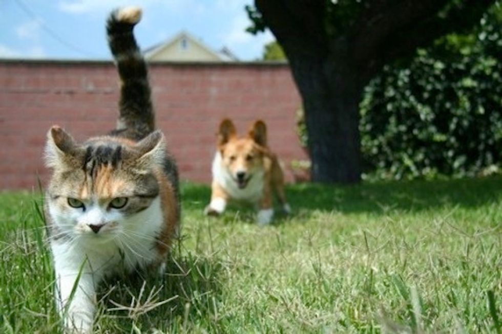 Ask A Vet: How Do I Get My Corgi to Stop Chasing My Cats?