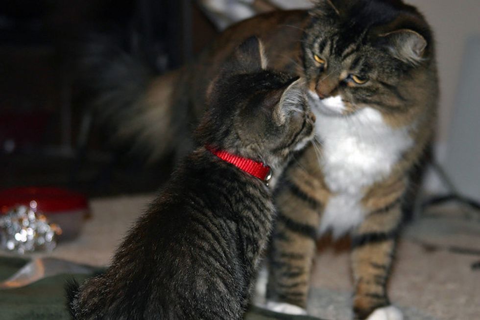 Ask A Vet: How Do I Introduce Our New Kitten to an Older, Aggressive Cat?