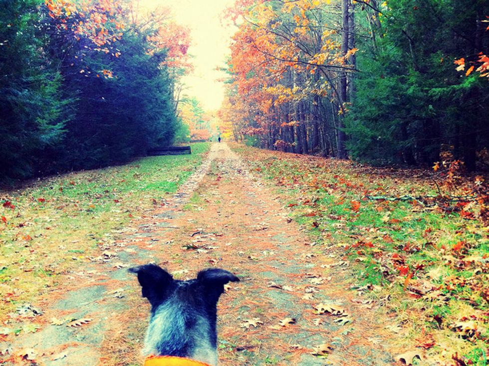 Ask A Vet: How to Protect Your Dog While Hiking