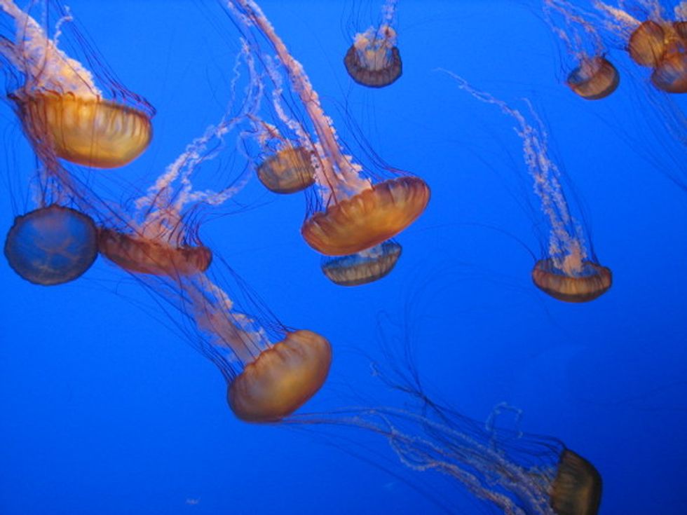 Top 5 Things to Do in Monterey with Kids