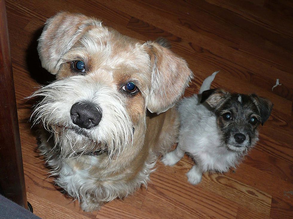 Ask A Vet: Why Do Dogs Beg?