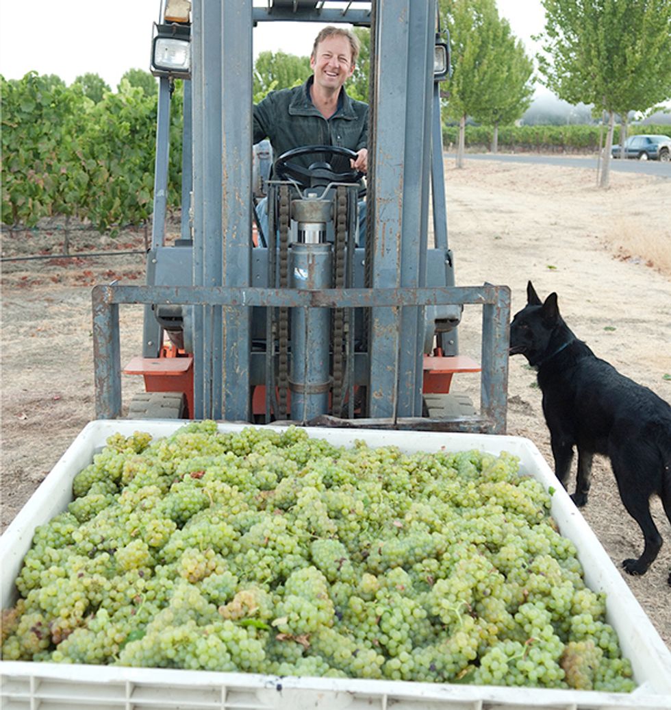 Winemaking, from the Vineyard to the Bottle