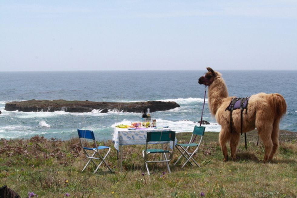 Add Llamas to Your Mendocino Must Do List