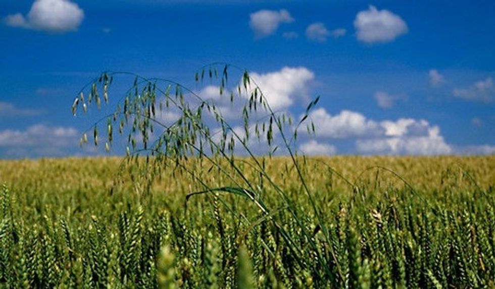 Two Sense: Should I Sow My Oats or Let It Lie?