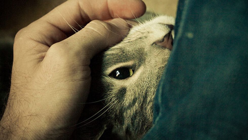 Ask A Vet: Why Do Cats Purr?