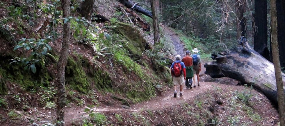 The Ultimate Sunday Hike: Big Basin State Park's Berry Creek Falls