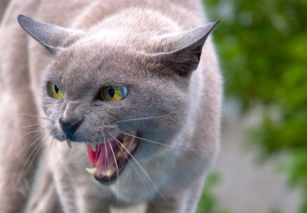 Ask a Vet: Why is My Cat Aggressive to Only One Person?