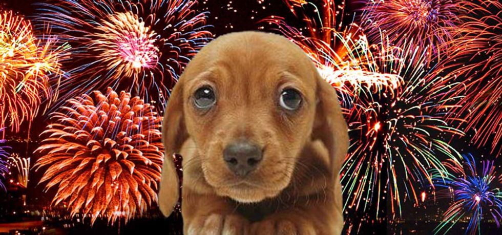 Ask A Vet: Helping Your Dog Cope with a Phobia of Fireworks