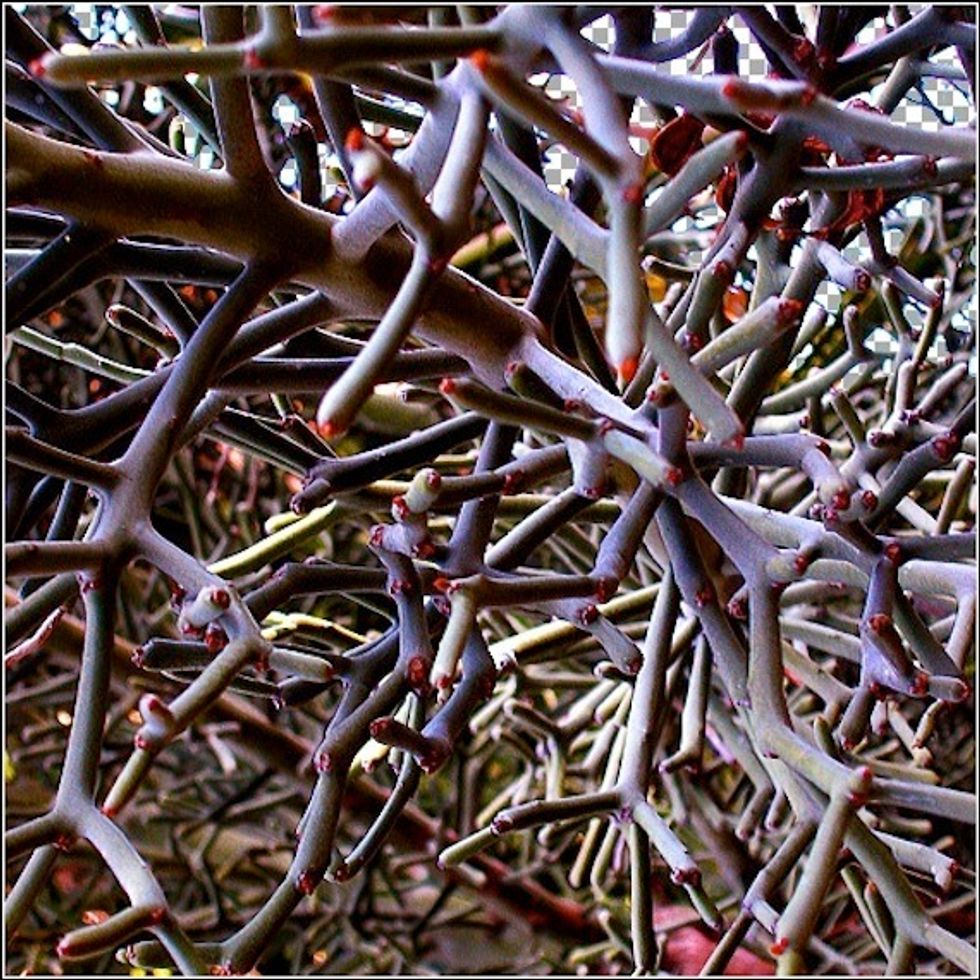 What Would It Take to Get Humans to Change Their Ways and Save the Planet?