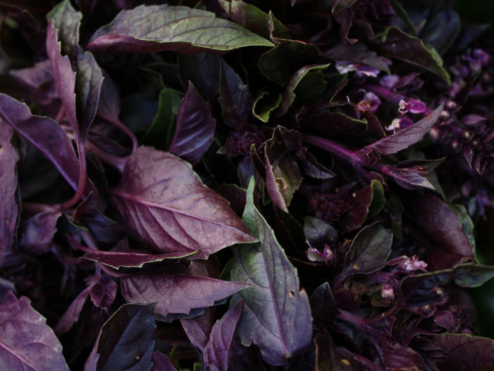 Market Watch: It's Time to Celebrate Herbs