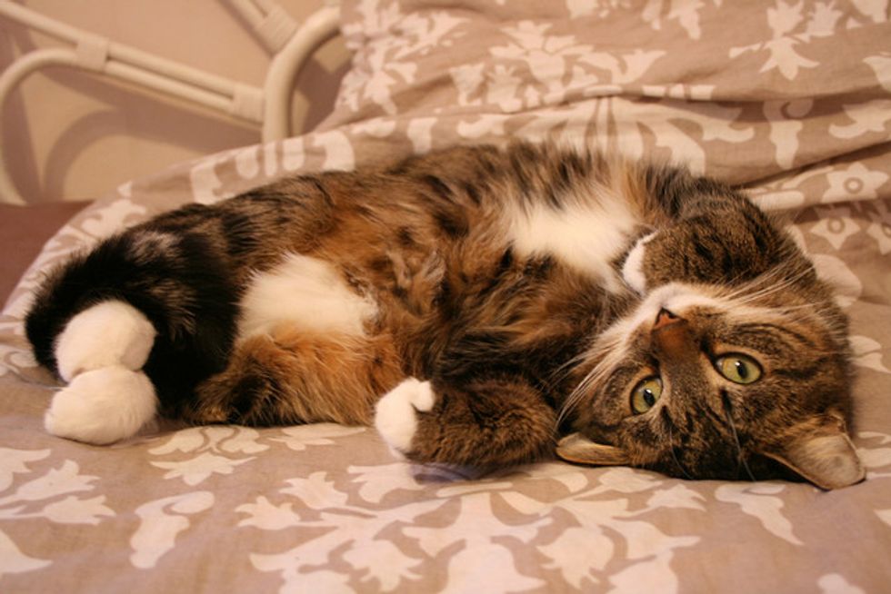 Ask A Vet: How Do I Make Sure the Cat I Found is Healthy and Happy?