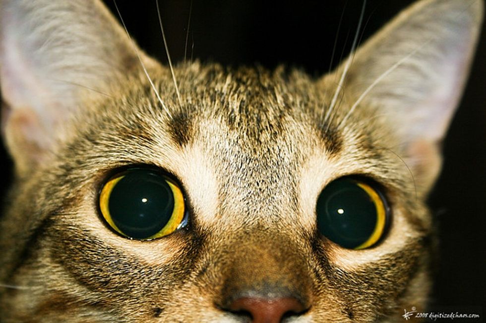 Ask A Vet: How Can I Keep My New Cat from Getting Bored?