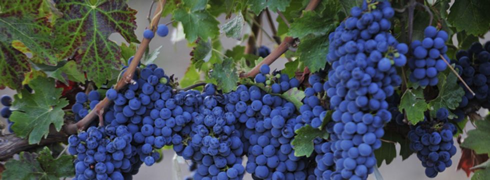 What Defines Cool Climate Syrah?