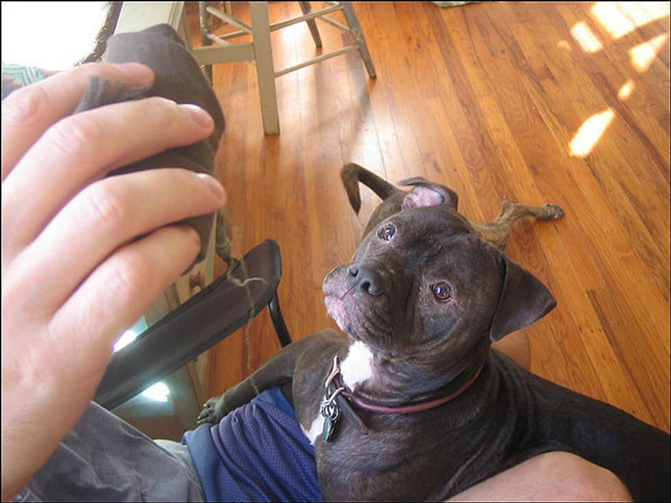 Ask a Trainer: Teach Your Dog to Sit in 60 Seconds