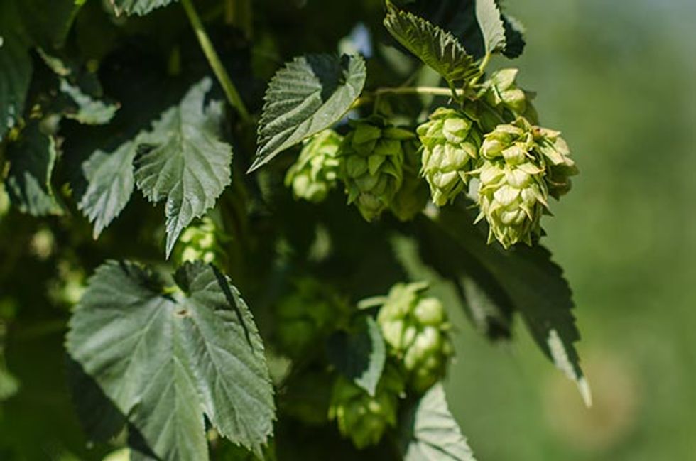 This Season's Wet-Hopped Ales Are Coming to a Glass Near You