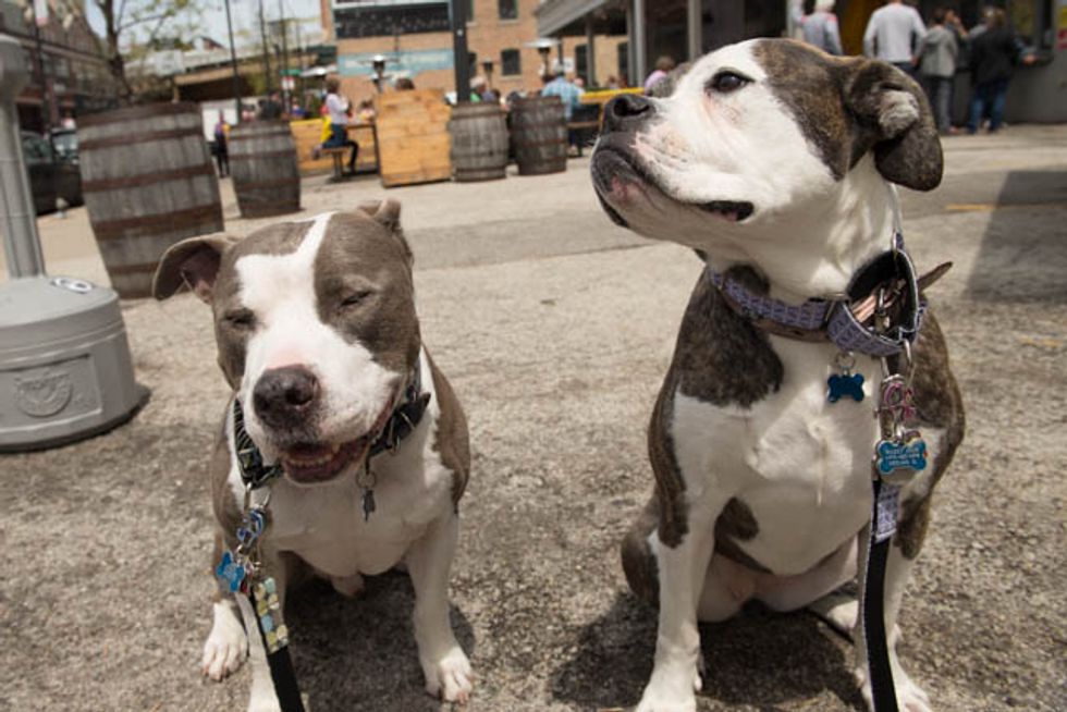 Ask a Trainer: How to Teach Your Dog Its Name in 60 Seconds
