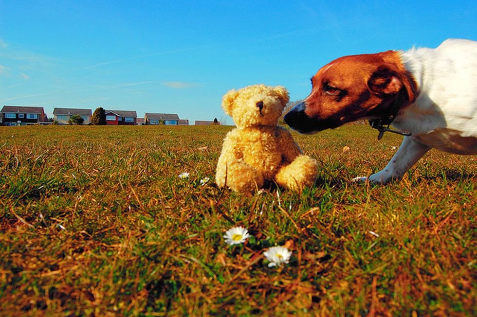 Ask a Trainer: How Do I Teach My Dog to Leave Items Alone?