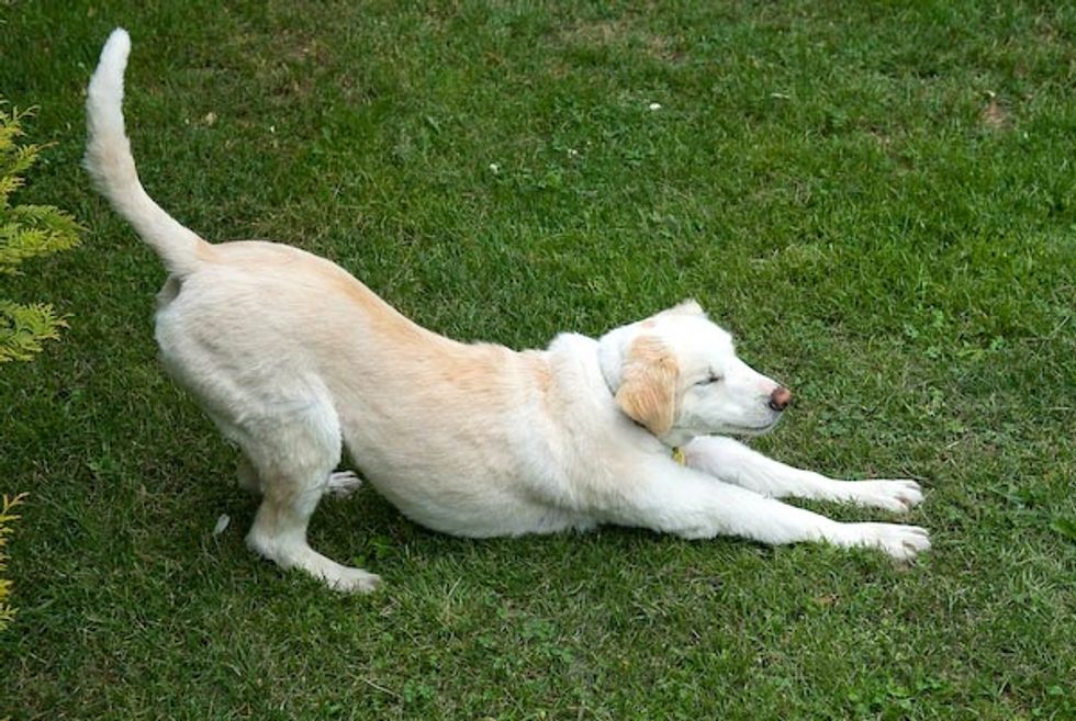 Ask a Trainer: How Do I Teach My Dog "Down?"