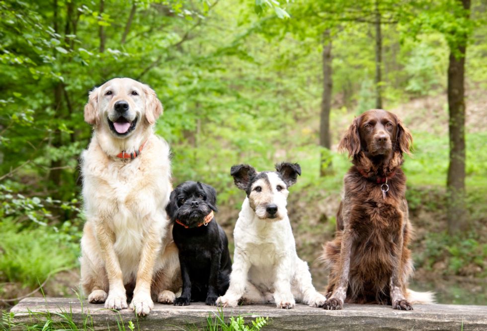 Five Places to Drink with Your Dog in Tahoe