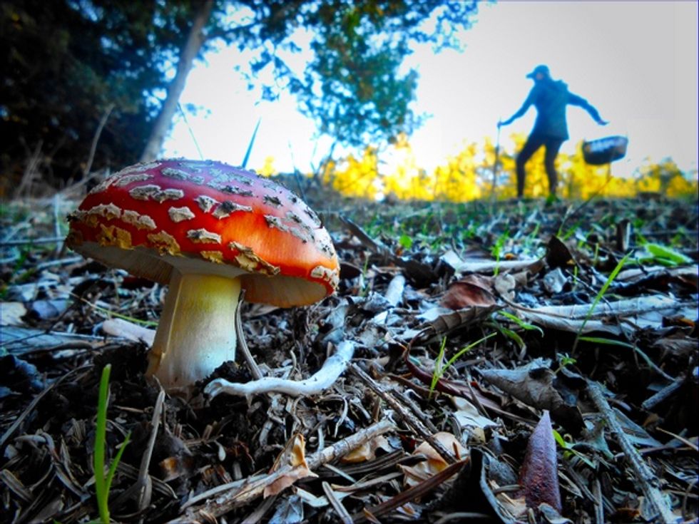Join in Mendocino's Mushroom Mania