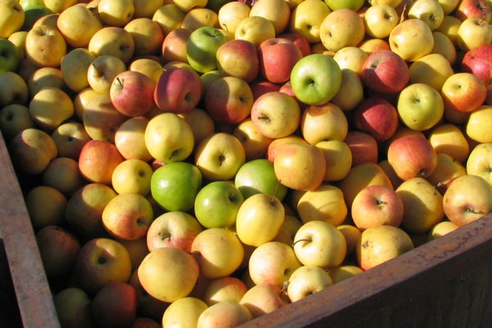 Where to Pick Apples in the Bay Area