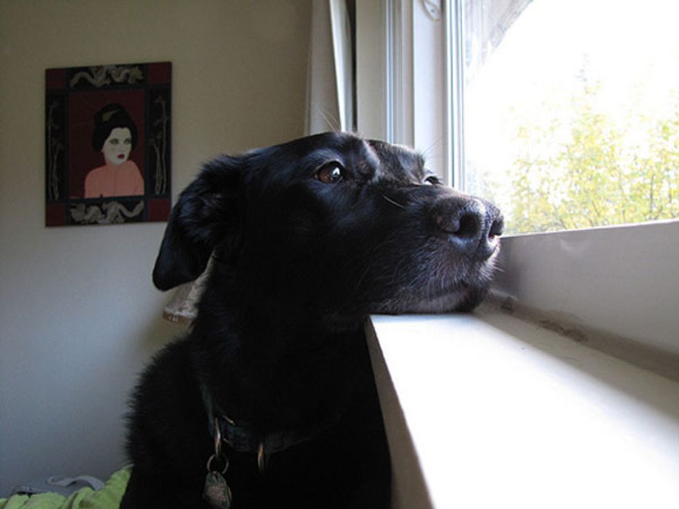 Ask a Vet: My Dog Has Obsessive Behavior, Help!