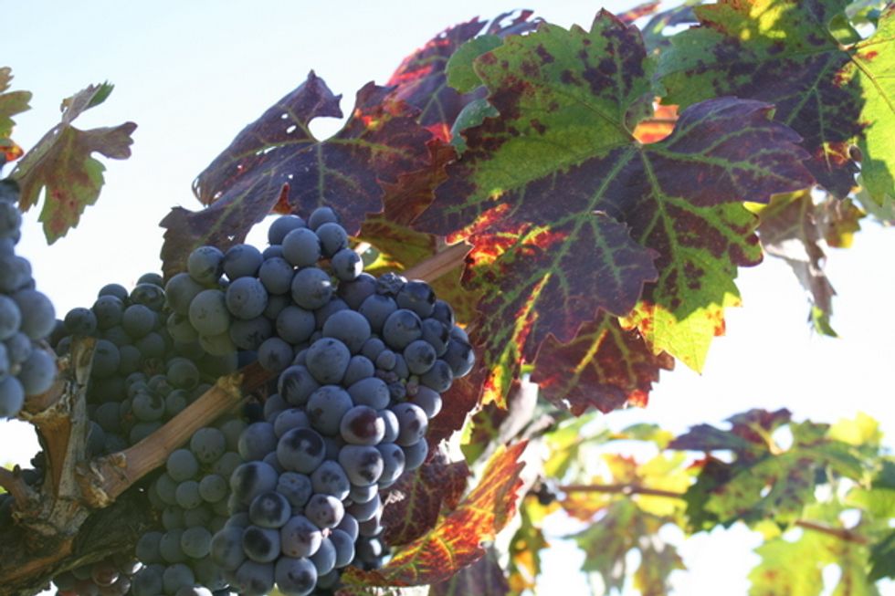 Mendocino Wine Country is Growing a Name For Itself