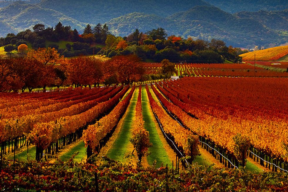 Five Reasons to Head to Napa for Thanksgiving