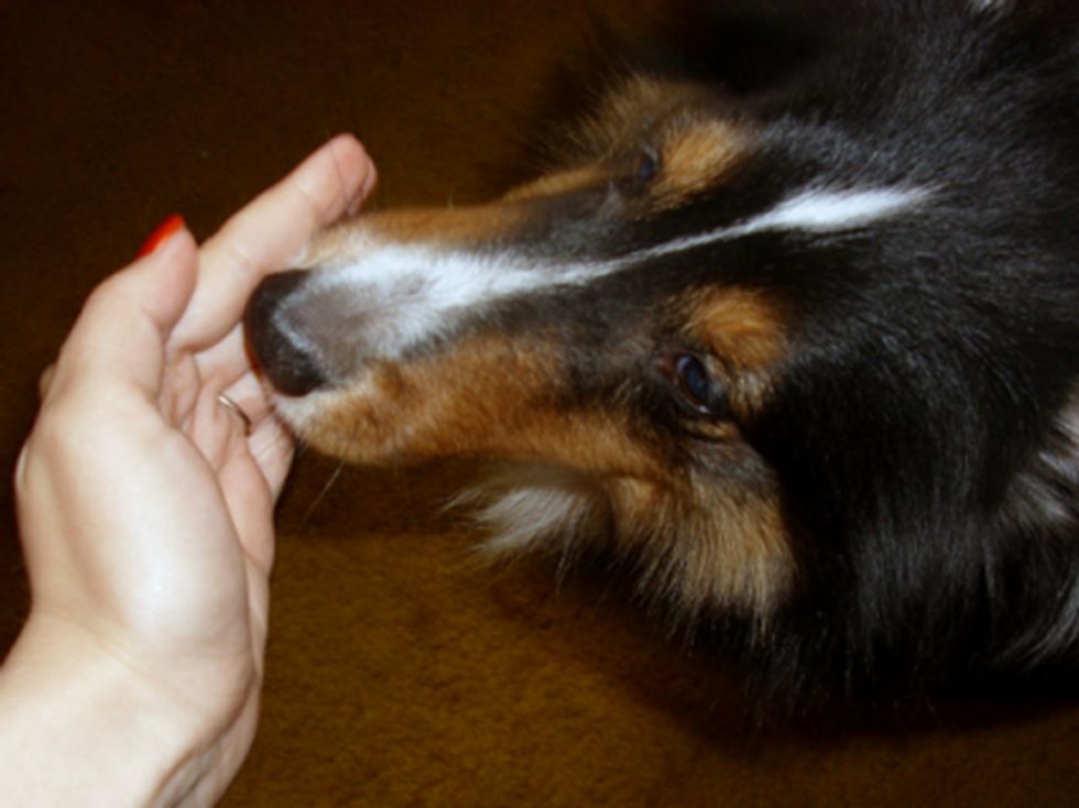 Ask A Trainer: How Do I Teach My Dog Hand Targeting?