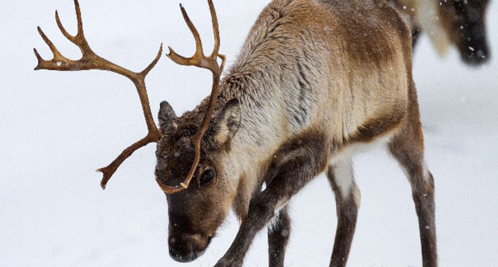 'Tis the Season for Science at the California Academy of Sciences!