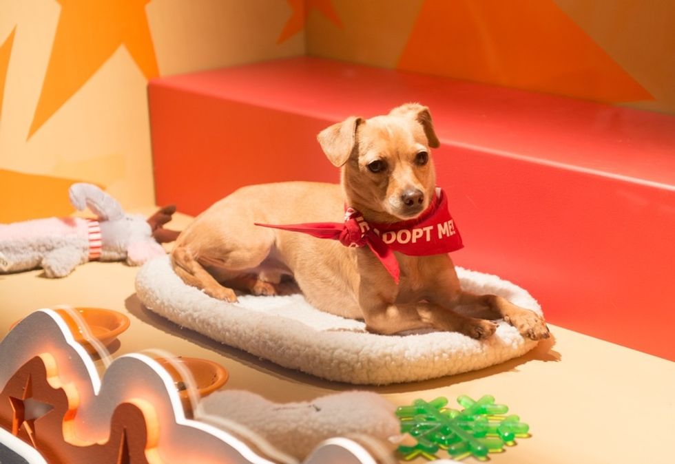 Bark! the Herald Angels Sing: SF SPCA Holiday Events