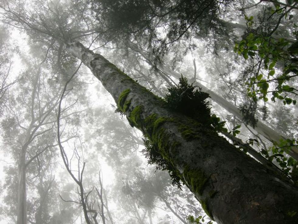 The Perfect Urban Hike: Mount Sutro