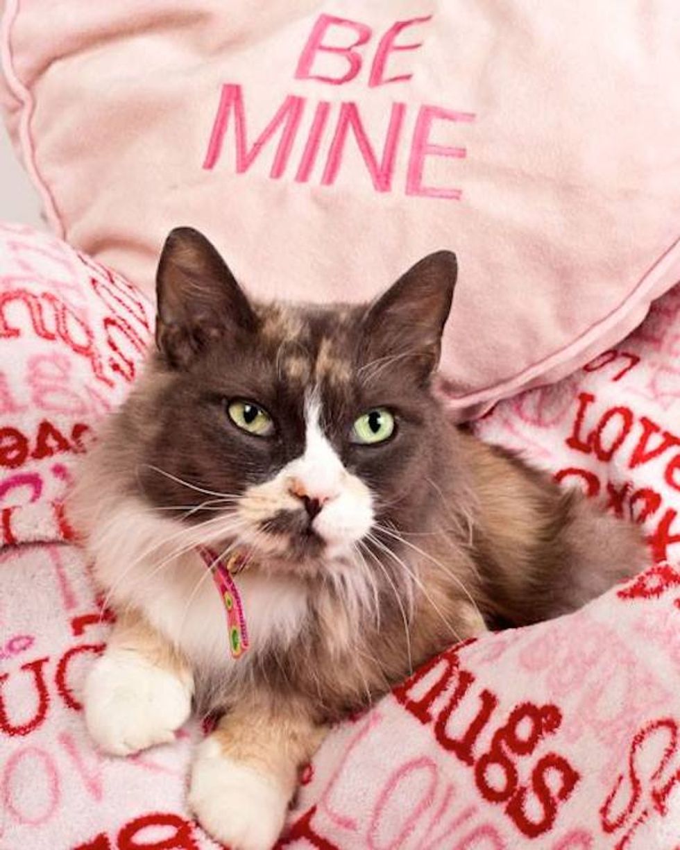 Find Your Soul Mate at the SF SPCA's Be Mine Adopt-a-thon Celebration