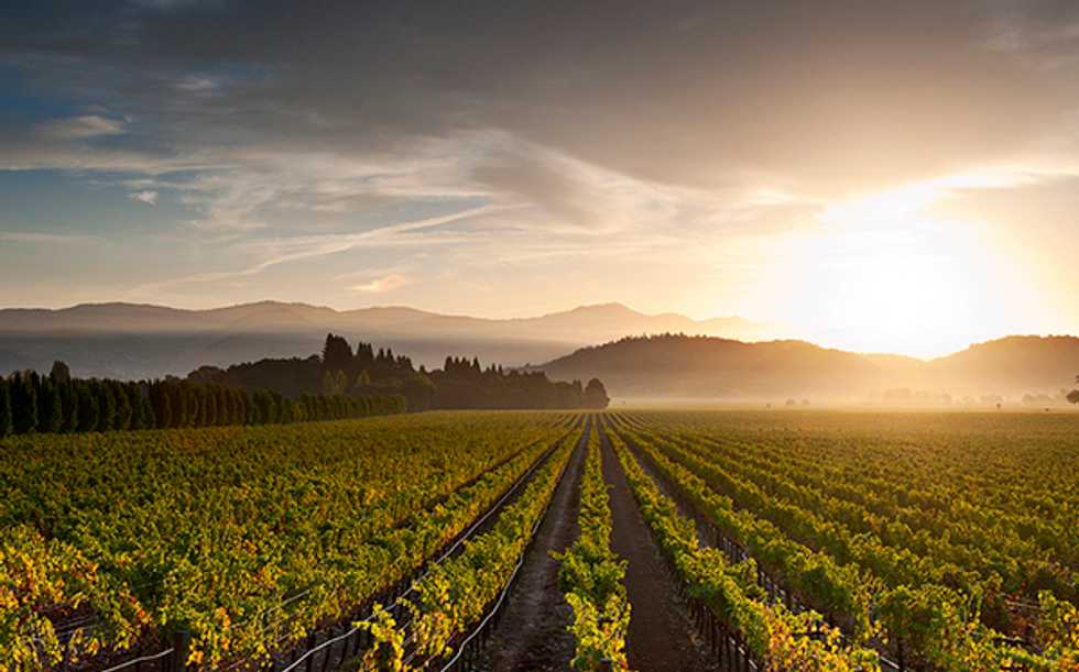 The Top 7 Bay Area Wine Events of 2014
