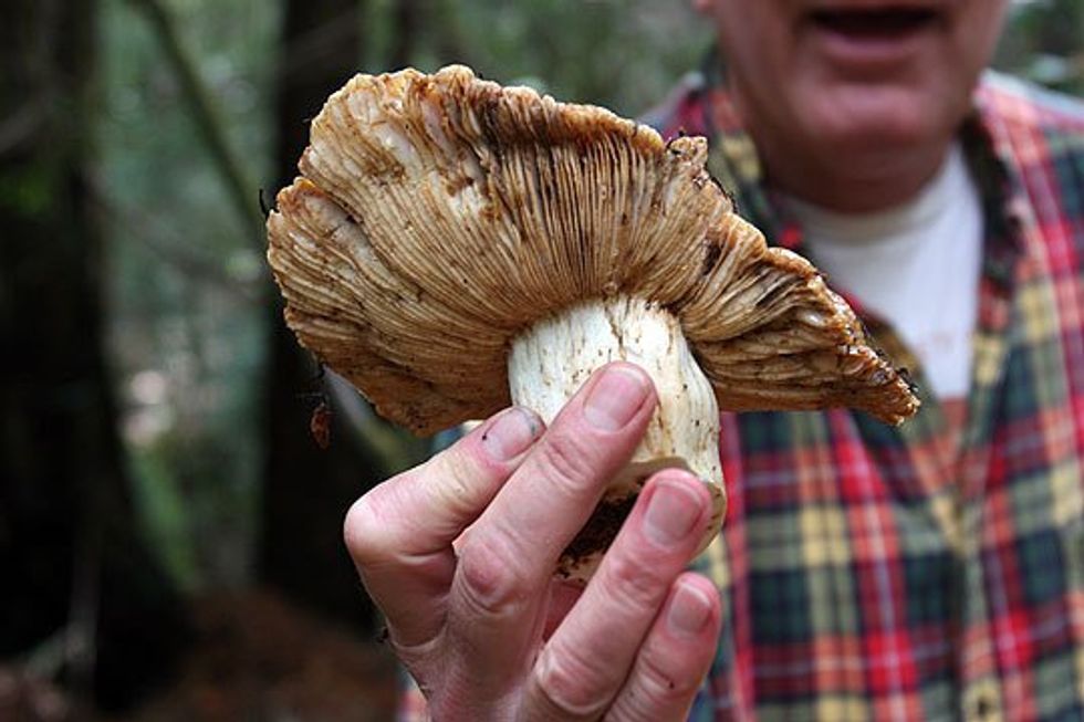 Take Home Tasty Fungi On a Mushroom Hunt With Forage SF