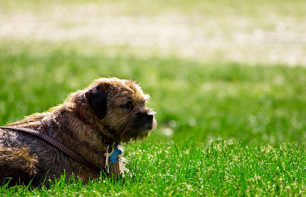 Ask a Vet: Is There an Alternative to Getting My Dog Snipped?