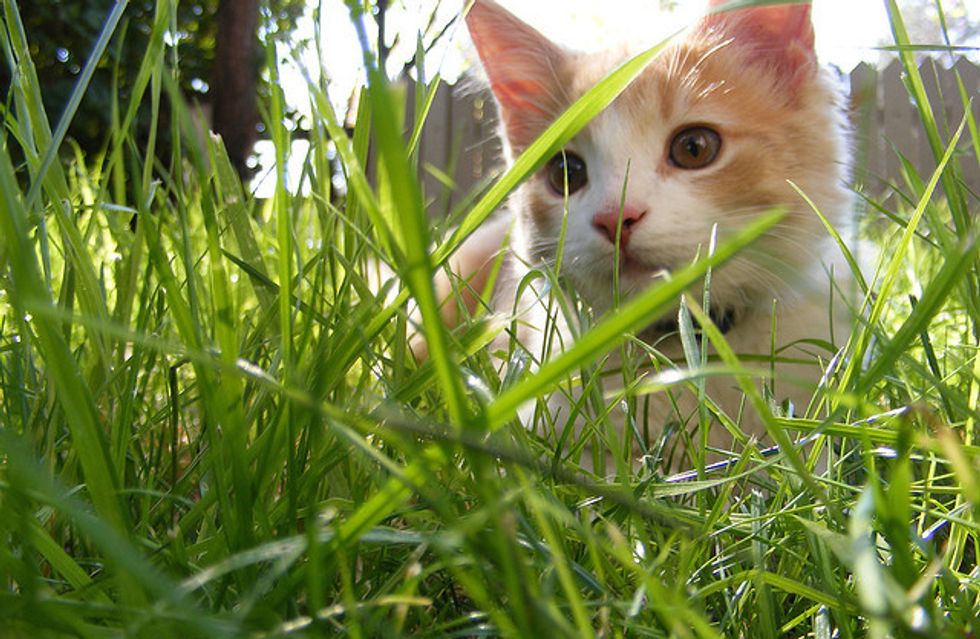 Ask a Vet: What Should I Do About the Howling Cat in My Yard?