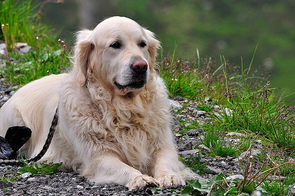 Ask a Vet: How to Deal with a Dog Going Blind