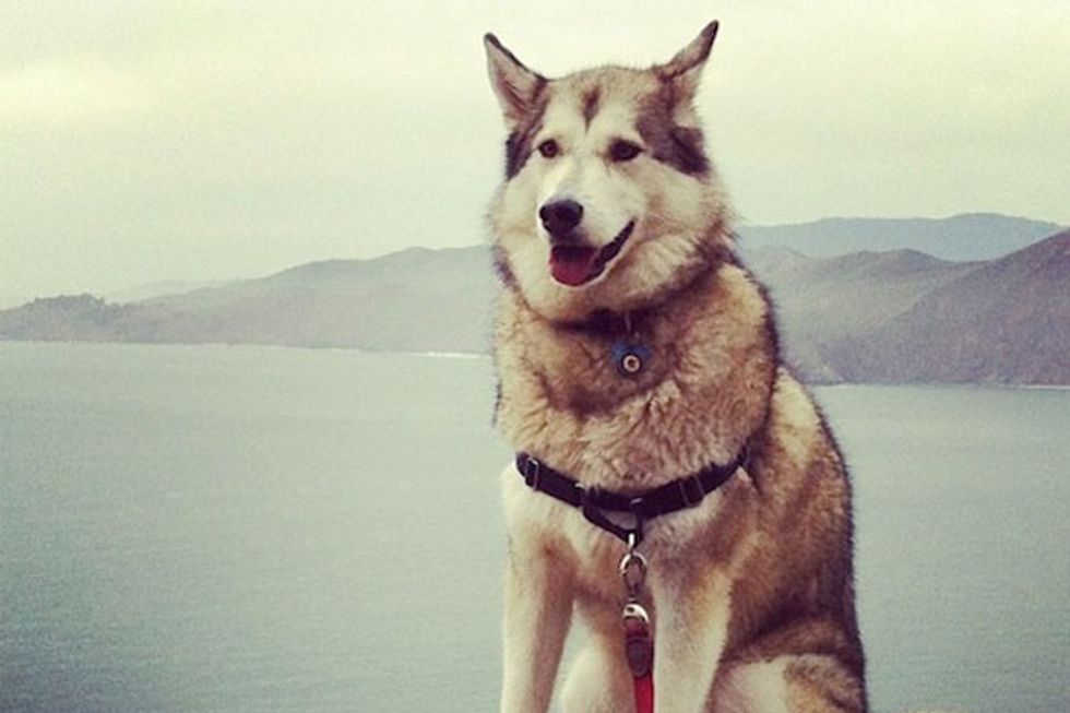 Make Your Dog's Day: Submit Your Photos for the 2014 Cutest Dog Poll!